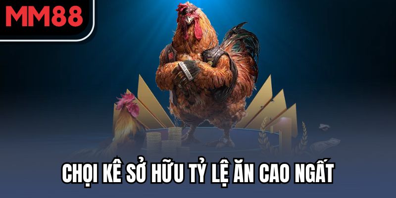 Đá Gà MM88 - Những Trận Đấu Kịch Tính Cùng Thưởng Lớn 2 Chọi kê sở hữu tỷ lệ ăn cao ngất