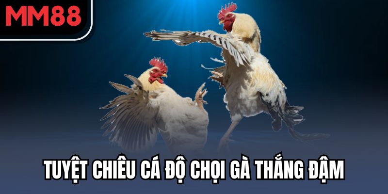 Đá Gà MM88 - Những Trận Đấu Kịch Tính Cùng Thưởng Lớn 3 Tuyệt chiêu cá độ chọi gà thắng đậm